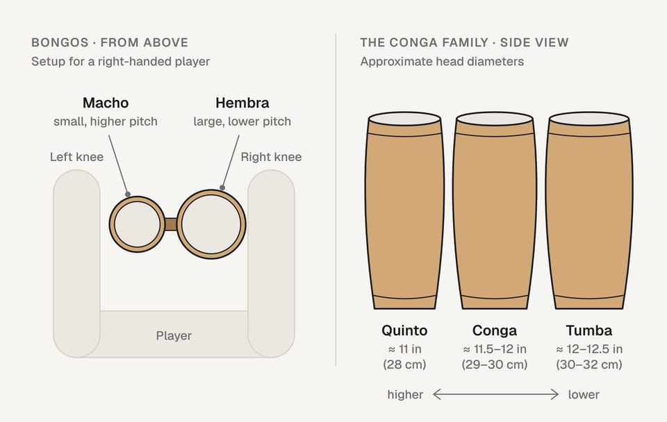 Left: bongos from above, held between the knees, with the small macho on the left and the large hembra on the right. Right: the conga family from the side, with approximate head diameters of 11 in for the quinto, 11.5–12 in for the conga and 12–12.5 in for the tumba; the larger the drum, the lower the pitch