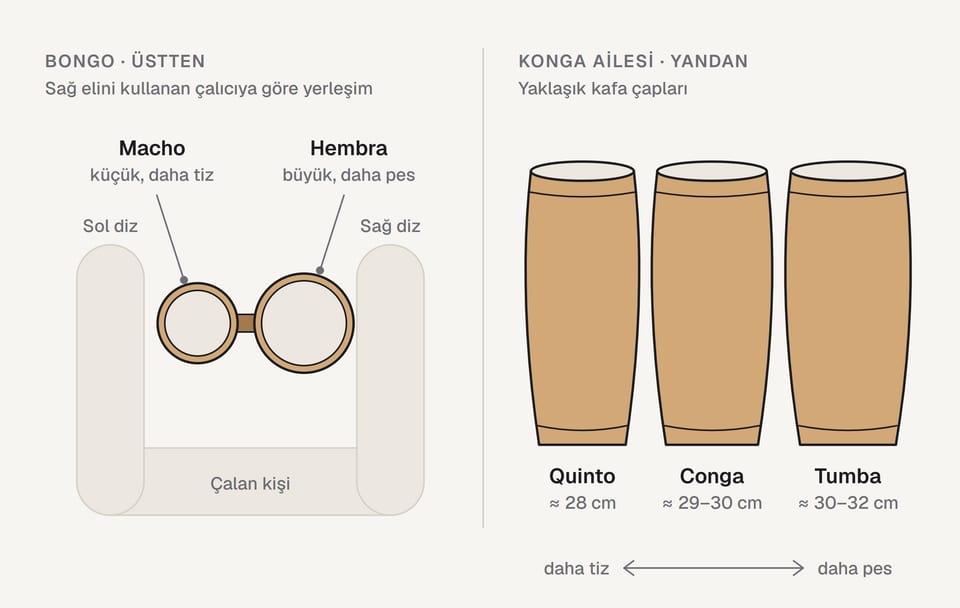 Solda üstten görünen bongo: dizlerin arasında, solda küçük macho, sağda büyük hembra. Sağda yandan konga ailesi: quinto yaklaşık 28 cm, conga 29–30 cm, tumba 30–32 cm kafa çapıyla; büyüdükçe ses pesleşir